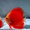 Discus Red Melon origine Malaisie 8-9 cm
