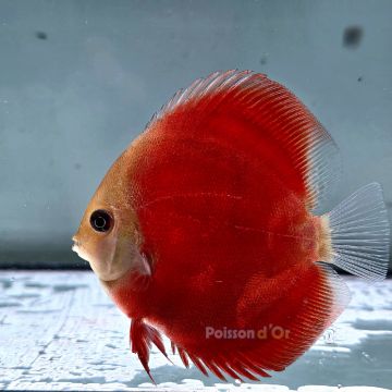 Discus Red Cover origine Malaisie 8-9 cm