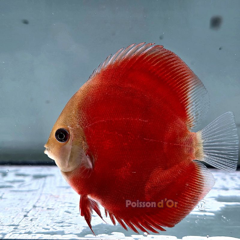 Discus Red Cover origine Malaisie 8-9 cm