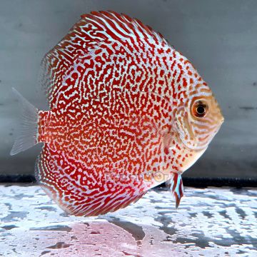 Discus Viper King origine Malaisie 8-9 cm