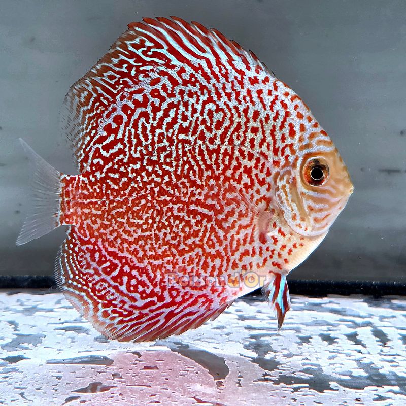 Discus Viper King origine Malaisie 8-9 cm