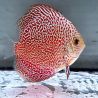 Discus Viper King origine Malaisie 8-9 cm