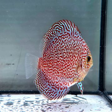 Discus Viper King origine Malaisie 8-9 cm