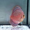 Discus Viper King origine Malaisie 8-9 cm
