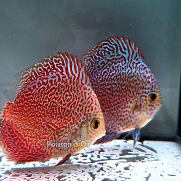 Discus Panthera origine Malaisie 8-9 cm