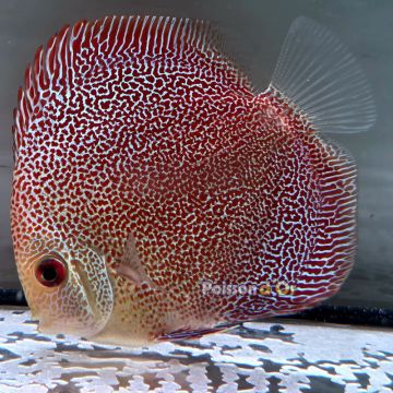 Discus Panthera origine Malaisie 8-9 cm