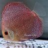 Discus Panthera origine Malaisie 8-9 cm