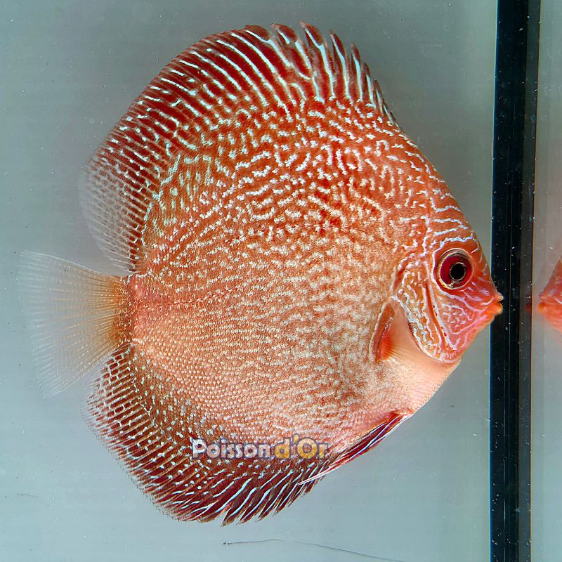 Discus Red Scarlet Snake Skin origine Malaisie 8-9 cm