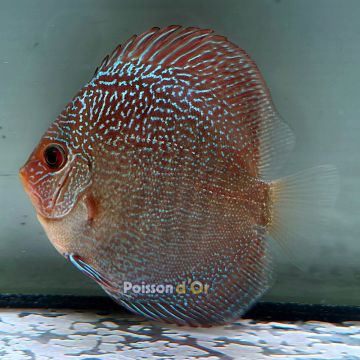 Discus Red Scarlet Snake Skin origine Malaisie 8-9 cm