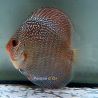 Discus Red Scarlet Snake Skin origine Malaisie 8-9 cm