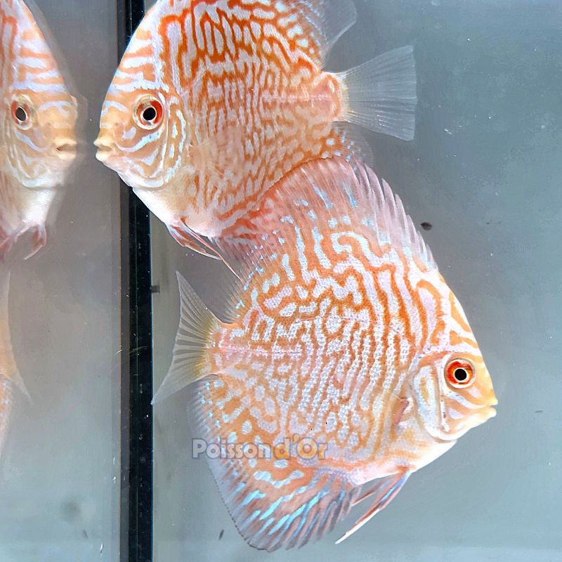 Discus Golden Indiana Tiger origine Malaisie 8-9 cm