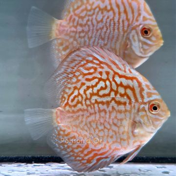 Discus Golden Indiana Tiger origine Malaisie 8-9 cm