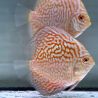 Discus Golden Indiana Tiger origine Malaisie 8-9 cm