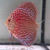 Discus Starlight Galaxy origine Malaisie 8-9 cm