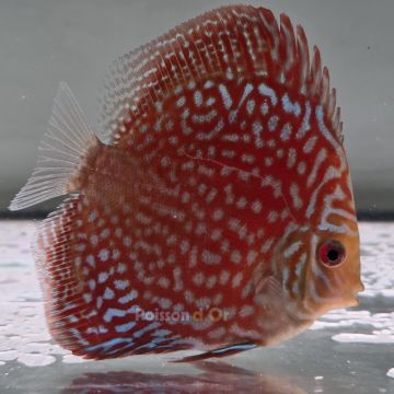 Discus Starlight Galaxy origine Malaisie 8-9 cm