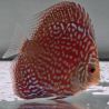 Discus Starlight Galaxy origine Malaisie 8-9 cm