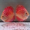 Discus Pigeon CheckerBoard origine Malaisie 8-9 cm