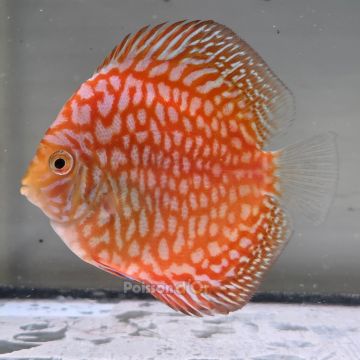 Discus Yellow Pigeon CheckerBoard origine Malaisie 8-9 cm