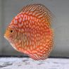 Discus Yellow Pigeon CheckerBoard origine Malaisie 8-9 cm