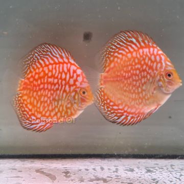 Discus Yellow Pigeon CheckerBoard origine Malaisie 8-9 cm