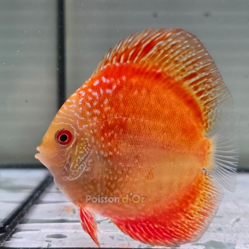 Discus Pigeon Scarlet Snake origine Malaisie 8-9 cm