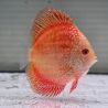 Discus Pigeon Scarlet Snake origine Malaisie 8-9 cm