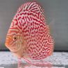 Discus Albino Leopard origine Malaisie 10-11 cm