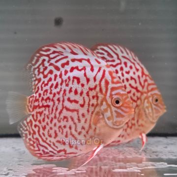 Discus Albino Leopard origine Malaisie 10-11 cm