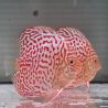 Discus Albino Leopard origine Malaisie 10-11 cm