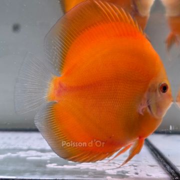 Discus Golden Diamond origine Malaisie 10-11 cm