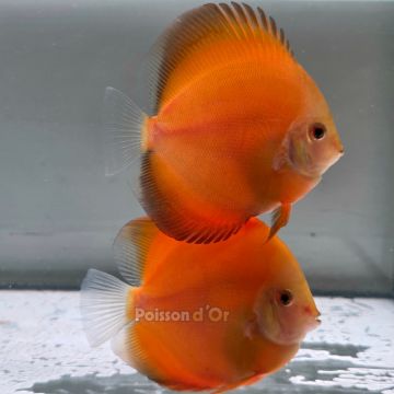 Discus Golden Diamond origine Malaisie 10-11 cm