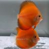 Discus Golden Diamond origine Malaisie 10-11 cm