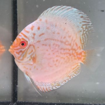 Discus White Butterfly origine Malaisie 10-11 cm