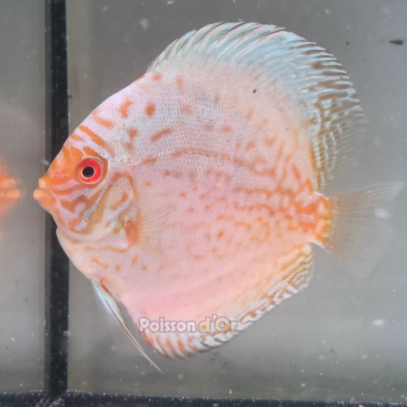 Discus White Butterfly origine Malaisie 10-11 cm