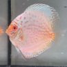 Discus White Butterfly origine Malaisie 10-11 cm