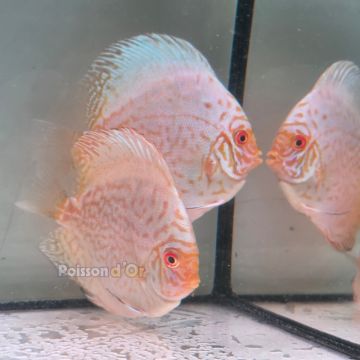 Discus White Butterfly origine Malaisie 10-11 cm