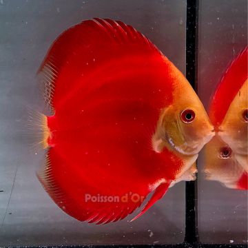 Discus Red Golden Diamond origine Malaisie 10-11 cm