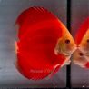 Discus Red Golden Diamond origine Malaisie 10-11 cm