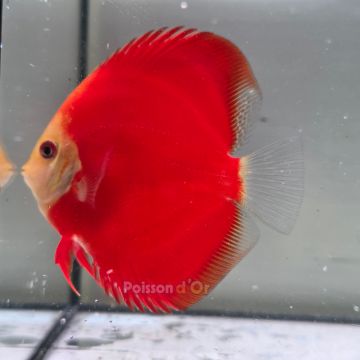 Discus Red Golden Diamond origine Malaisie 10-11 cm