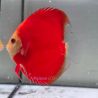 Discus Red Golden Diamond origine Malaisie 10-11 cm