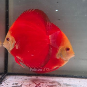Discus Red Golden Diamond origine Malaisie 10-11 cm
