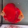 Discus Red Golden Diamond origine Malaisie 10-11 cm