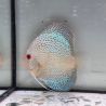 Discus Blue Snake Skin origine Malaisie 10-11 cm