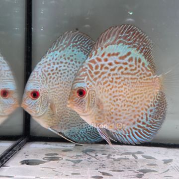 Discus Blue Snake Skin origine Malaisie 10-11 cm