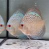 Discus Blue Snake Skin origine Malaisie 10-11 cm