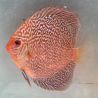 Discus Majestic Fire origine Malaisie 10-11 cm