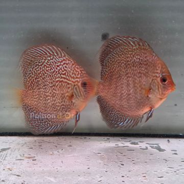Discus Majestic Fire origine Malaisie 10-11 cm