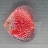 Discus White Pigeon CheckerBoard origine Malaisie 10-11 cm