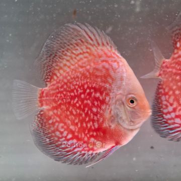 Discus White Pigeon CheckerBoard origine Malaisie 10-11 cm