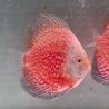Discus White Pigeon CheckerBoard origine Malaisie 10-11 cm
